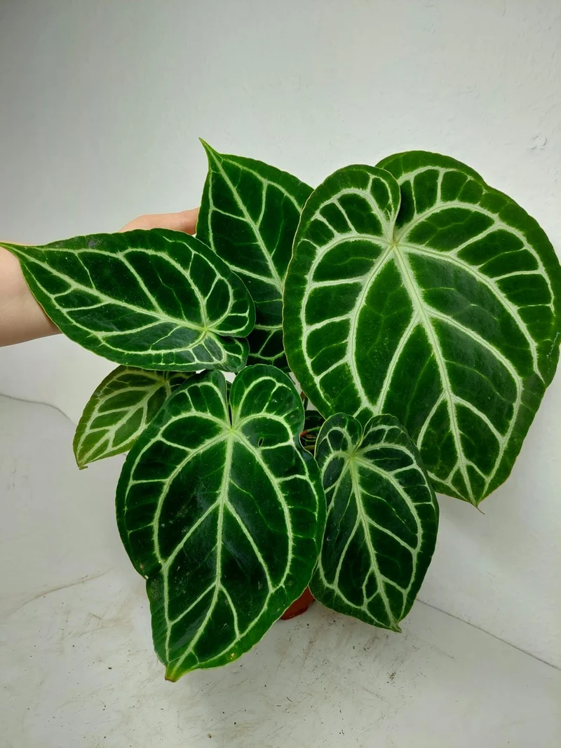 Anthurium Crystallinum Hybrid