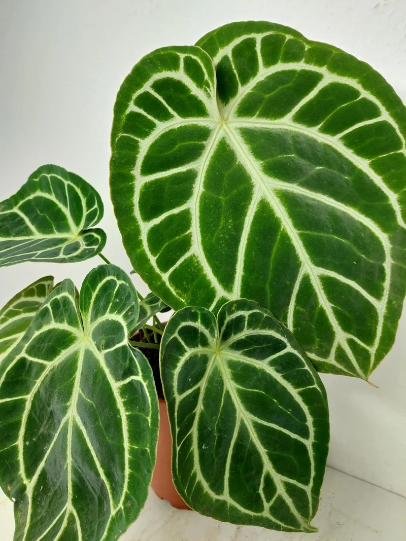 Anthurium Crystallinum Hybrid