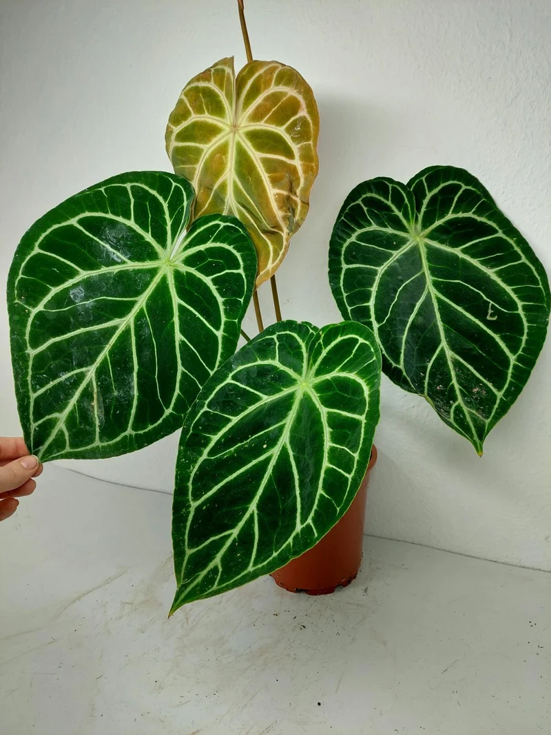 Anthurium Crystallinum Hybrid