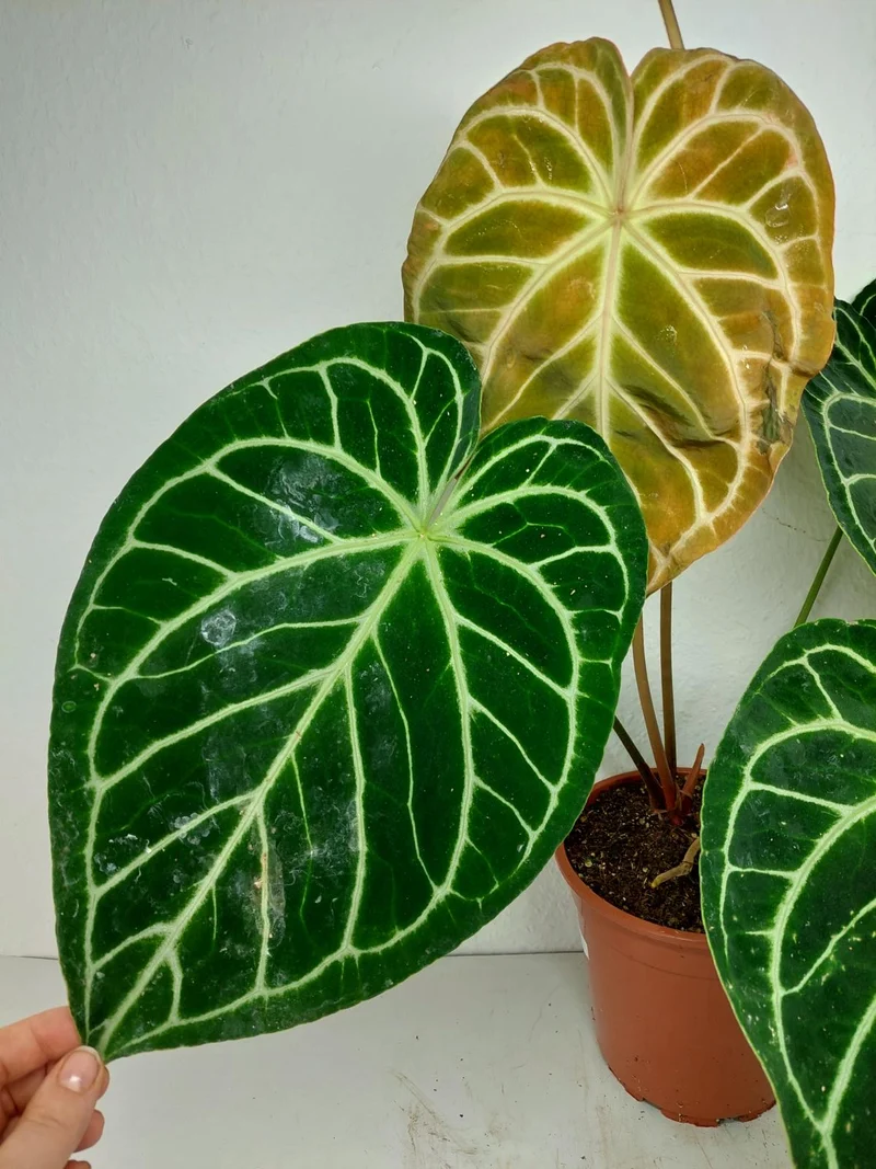Anthurium Crystallinum Hybrid