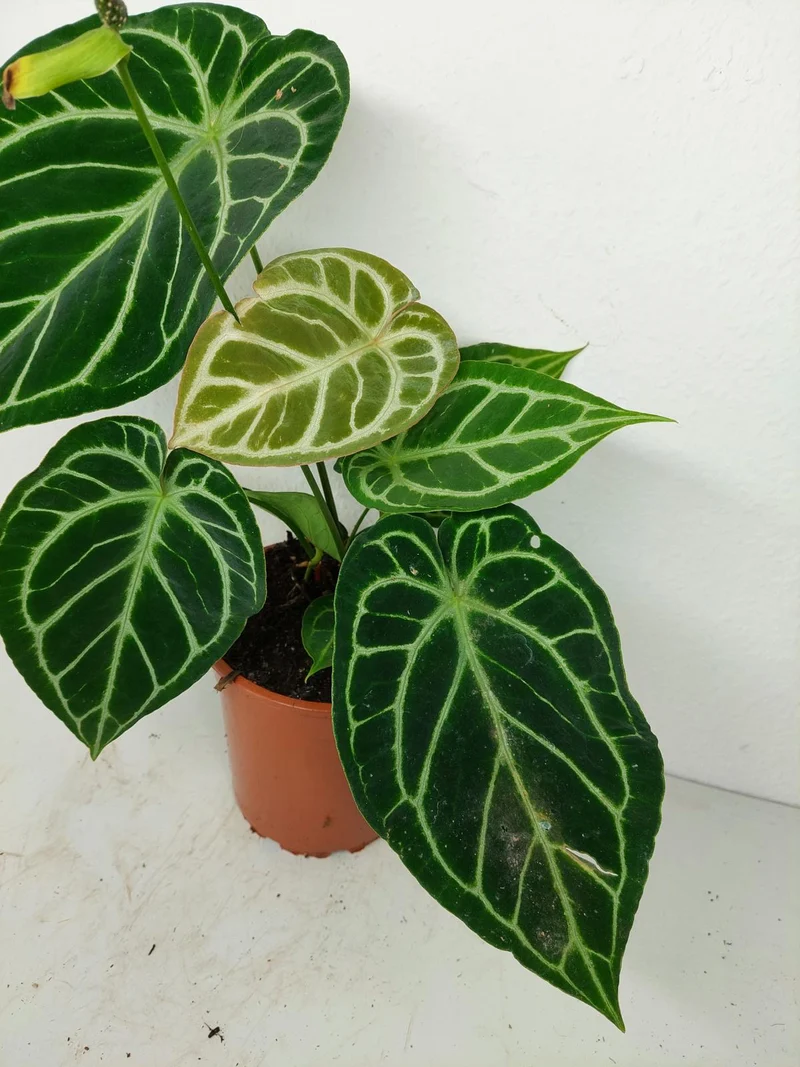 Anthurium Crystallinum Hybrid