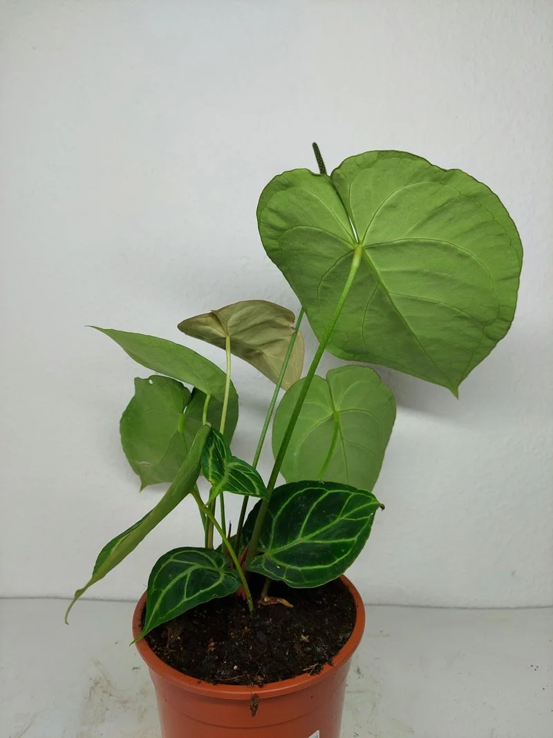 Anthurium Crystallinum Hybrid