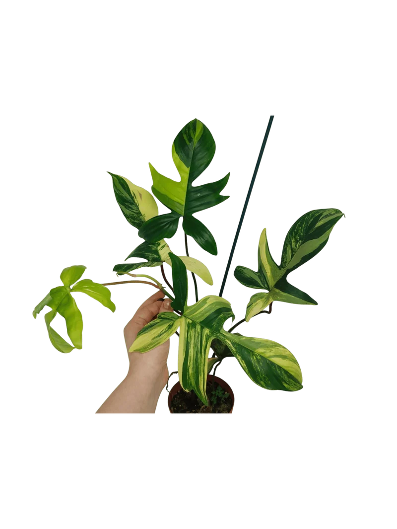 Philodendron Florida Beauty