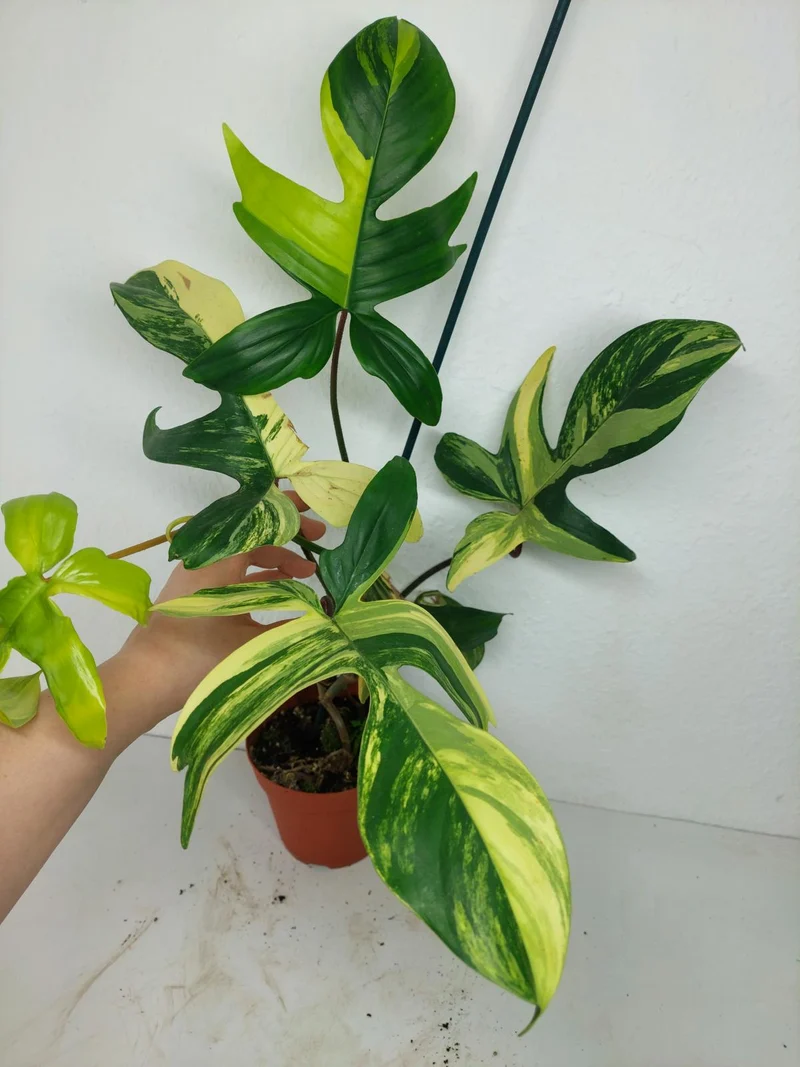 Philodendron Florida Beauty