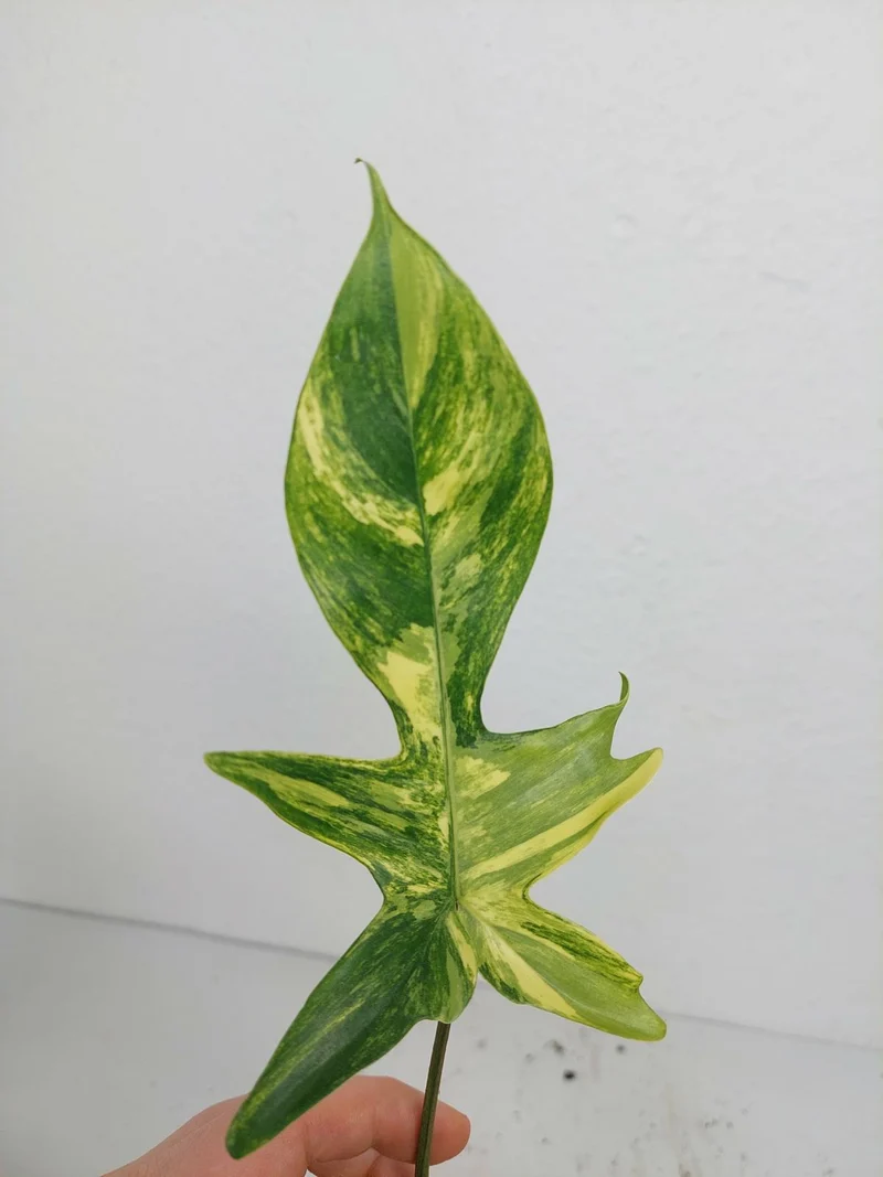 Philodendron Florida Beauty
