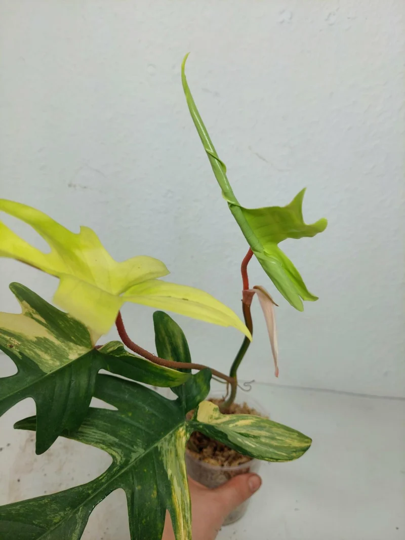 Philodendron Florida Beauty