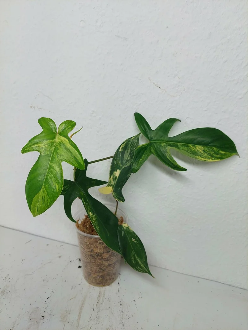 Philodendron Florida Beauty