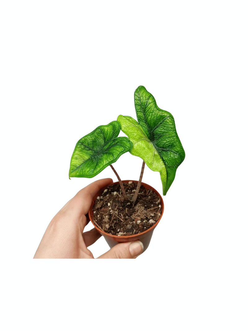 Alocasia Jacklyn Aurea
