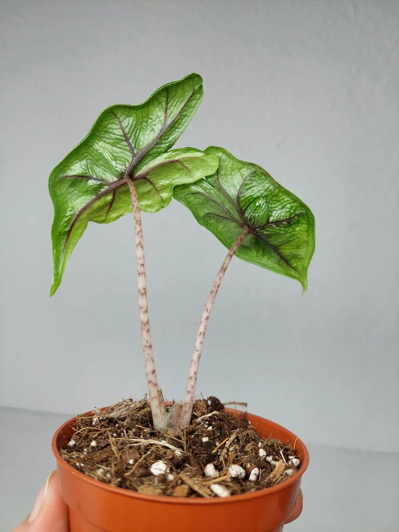 Alocasia Jacklyn Aurea