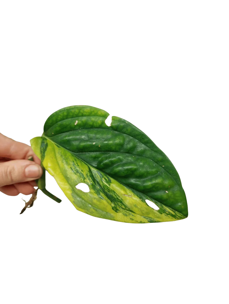 Monstera Karstenianum Peru Variegata Steckling