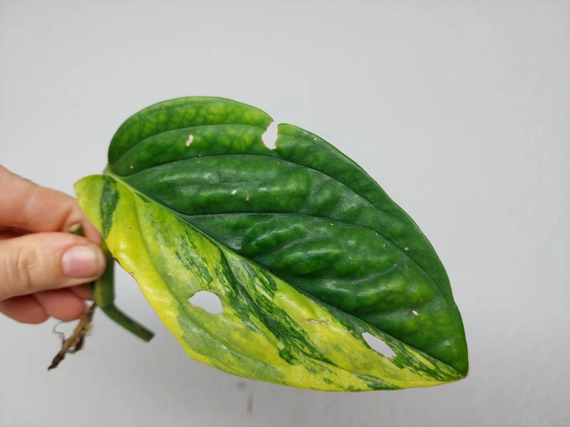 Monstera Karstenianum Peru Variegata Steckling