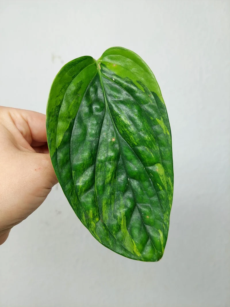 Monstera Karstenianum Peru Variegata Steckling
