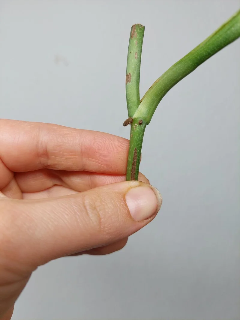 Monstera Karstenianum Peru Variegata Steckling