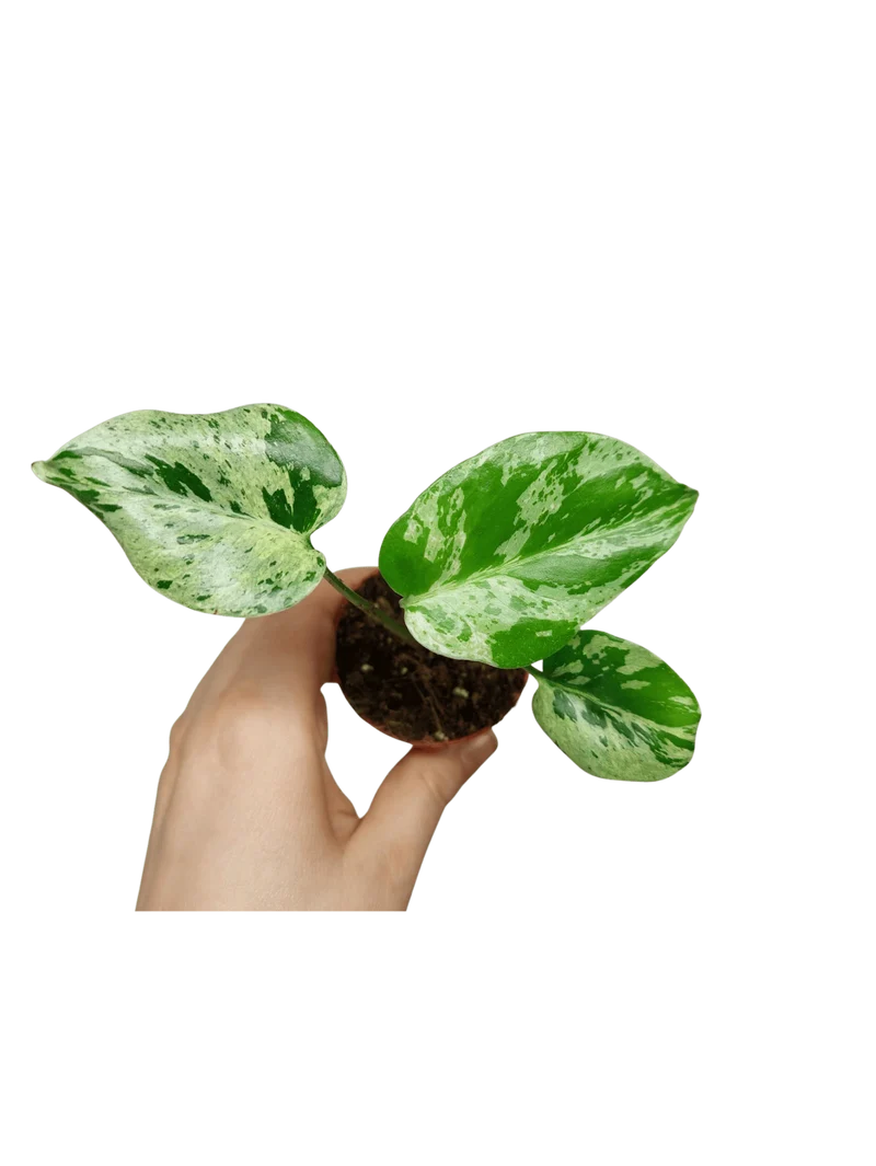 Monstera Bulbasaur (zum aussuchen)