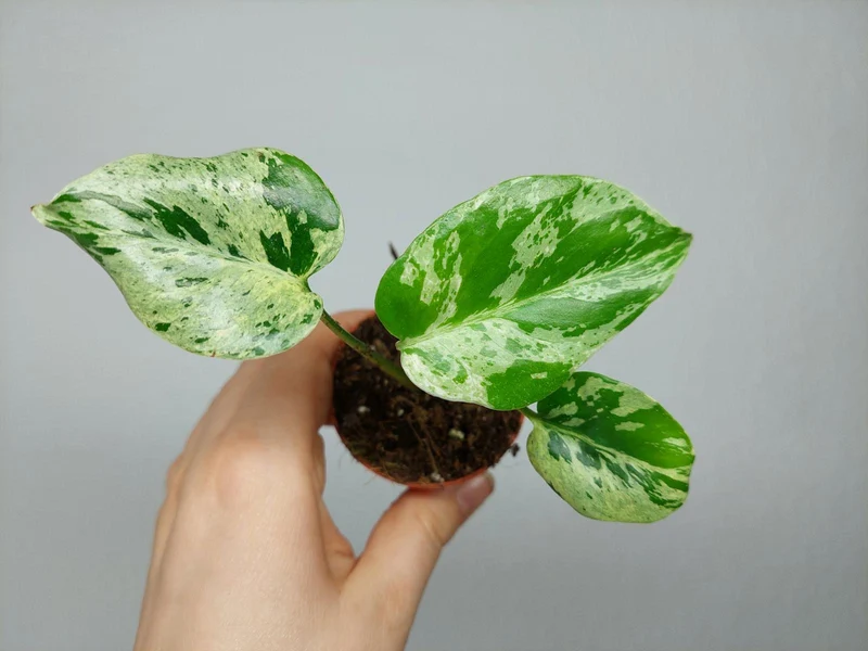 Monstera Bulbasaur (zum aussuchen)