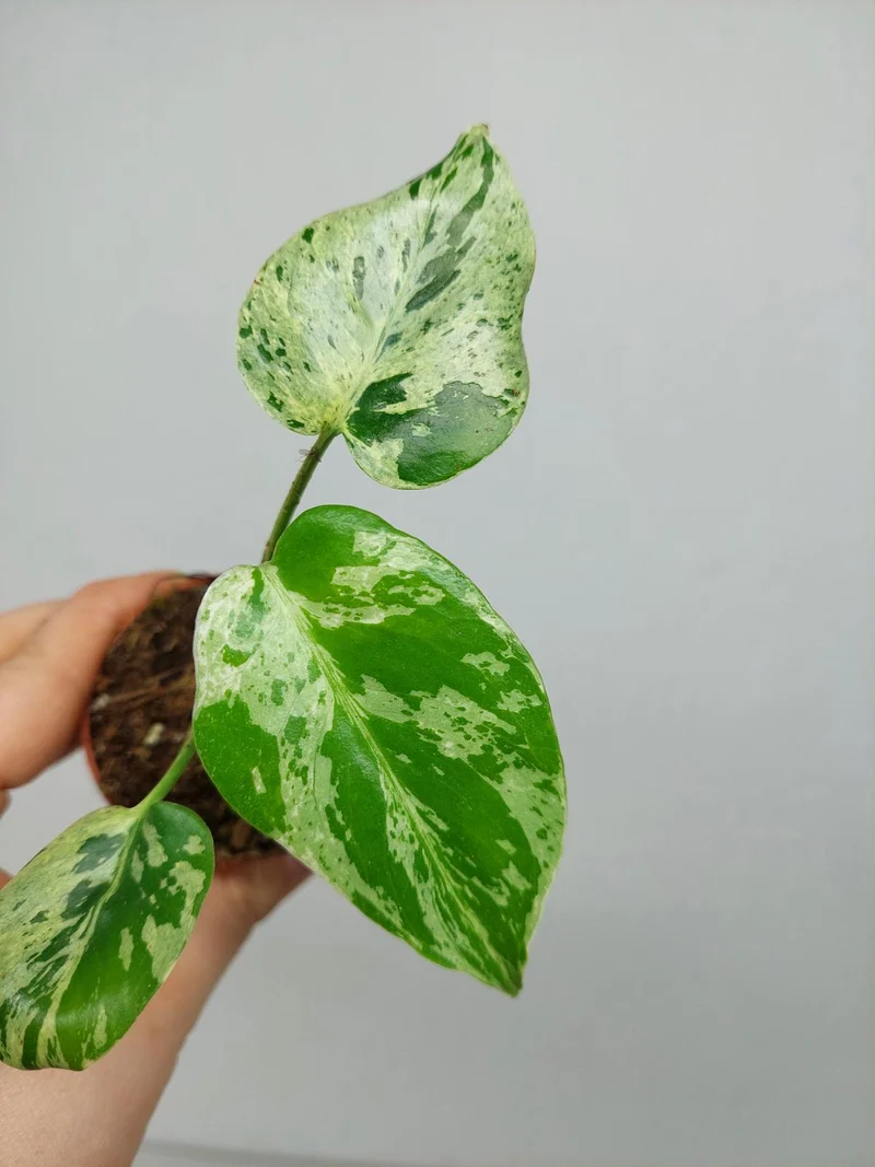 Monstera Bulbasaur (zum aussuchen)
