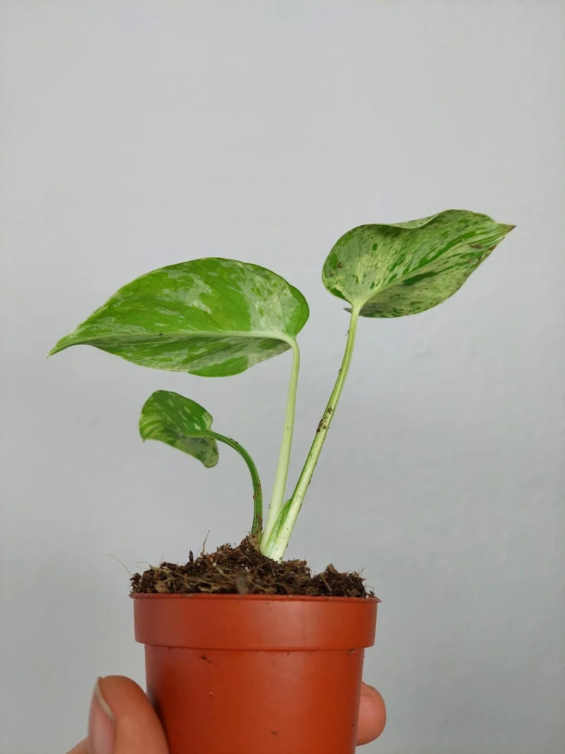 Monstera Bulbasaur (zum aussuchen)