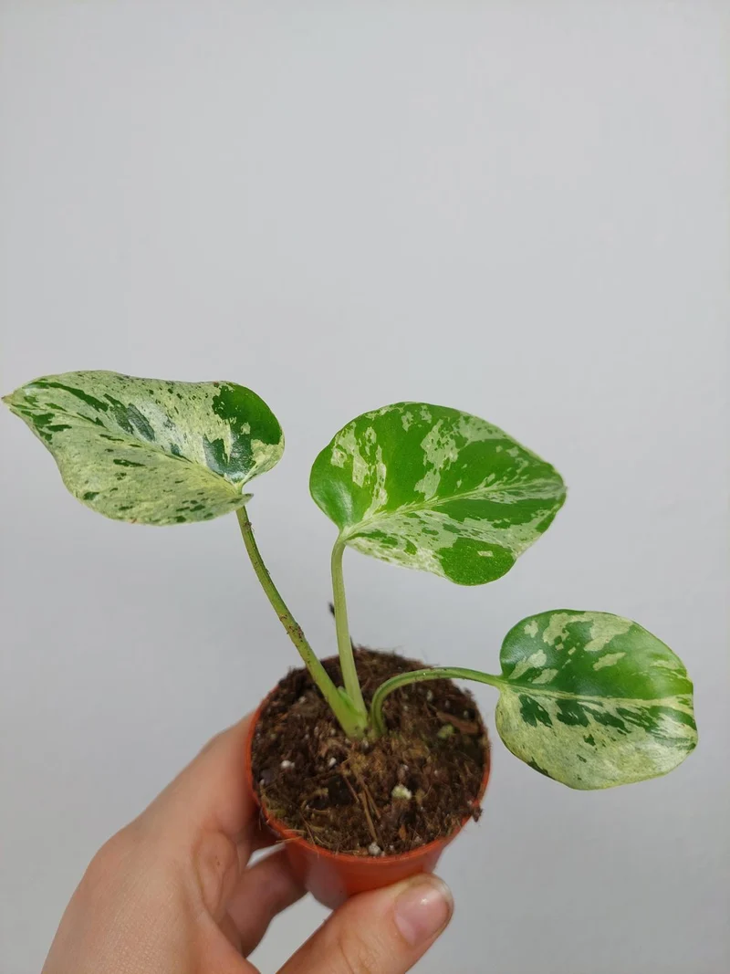 Monstera Bulbasaur (zum aussuchen)
