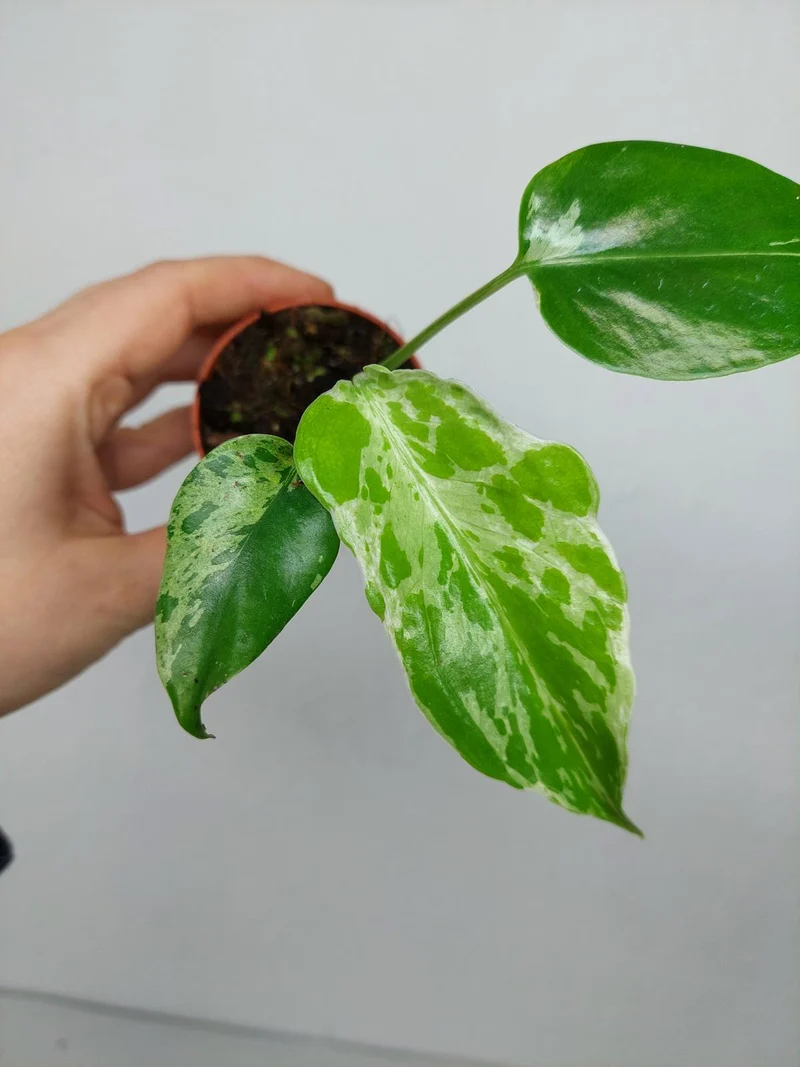 Monstera Bulbasaur (zum aussuchen)