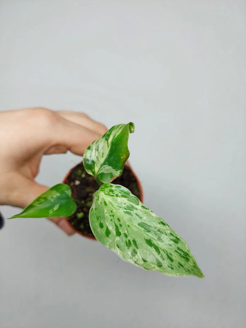Monstera Bulbasaur (zum aussuchen)