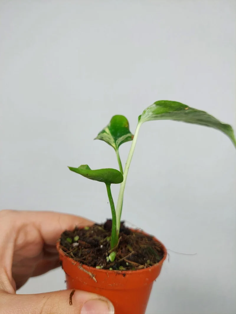 Monstera Bulbasaur (zum aussuchen)