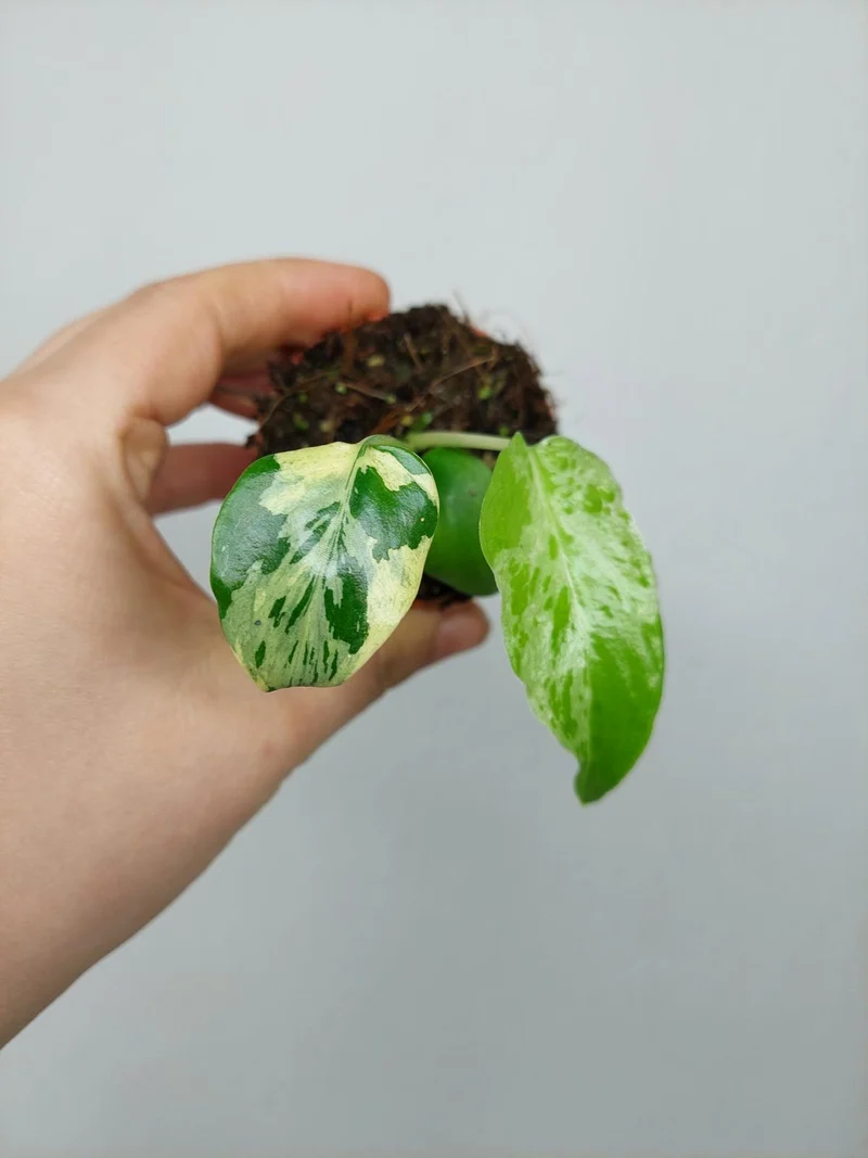 Monstera Bulbasaur (zum aussuchen)