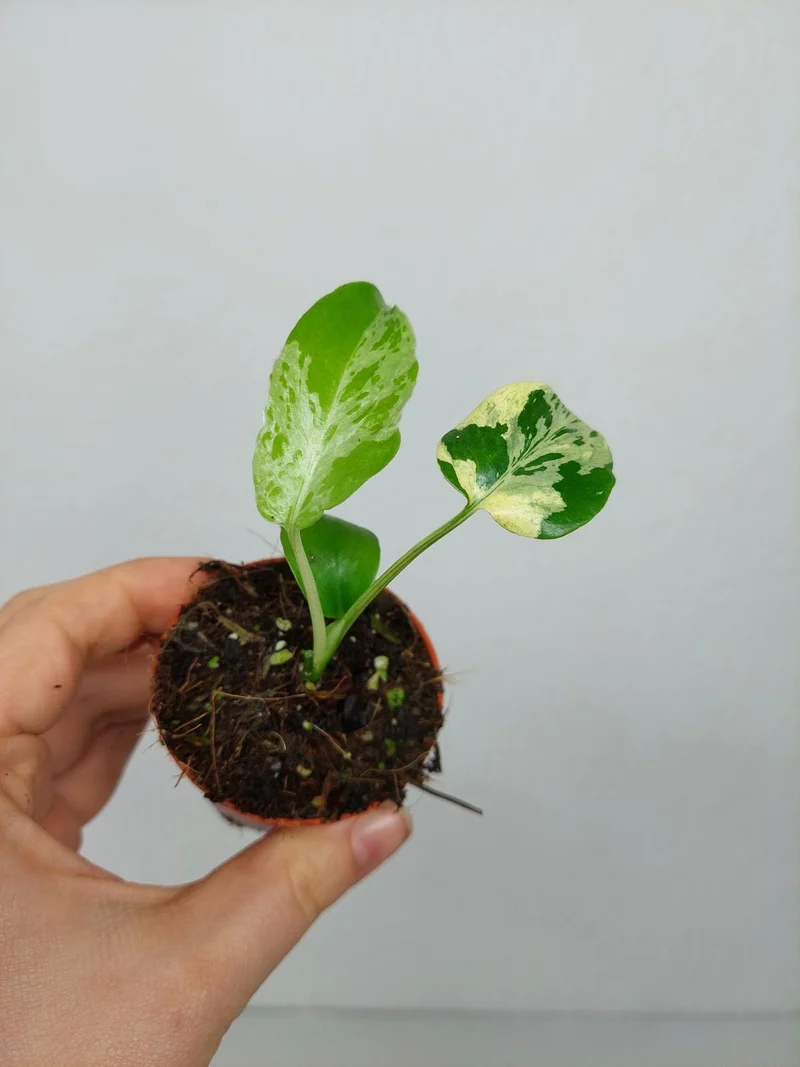 Monstera Bulbasaur (zum aussuchen)