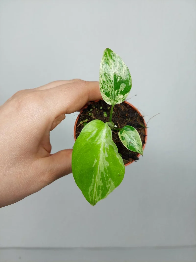 Monstera Bulbasaur (zum aussuchen)