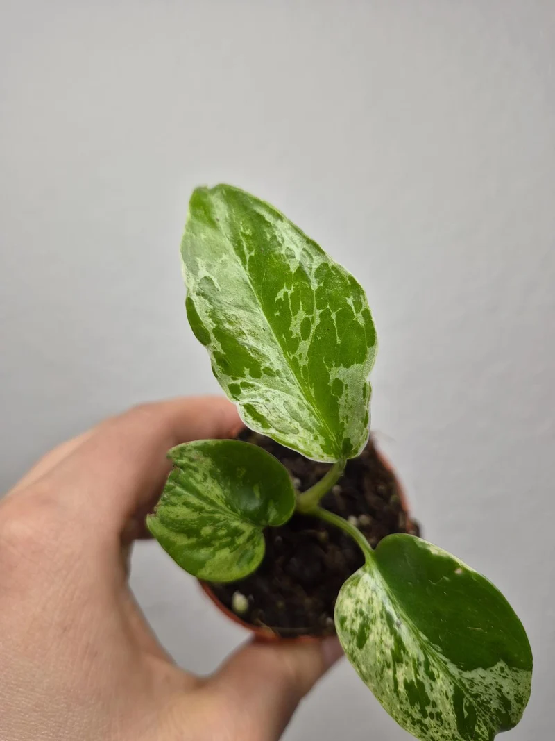 Monstera Bulbasaur (zum aussuchen)