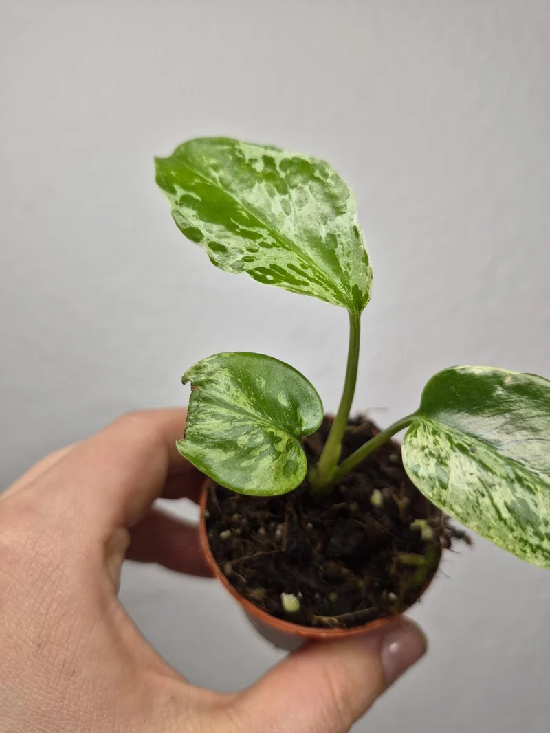 Monstera Bulbasaur (zum aussuchen)