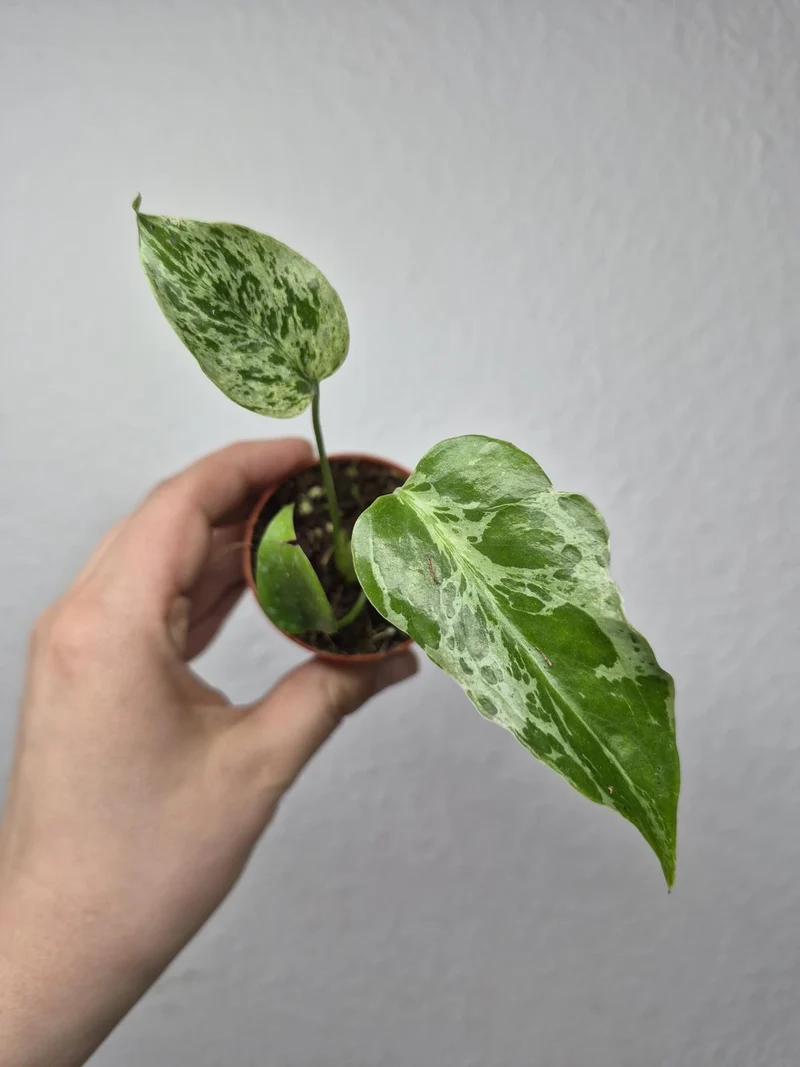 Monstera Bulbasaur (zum aussuchen)