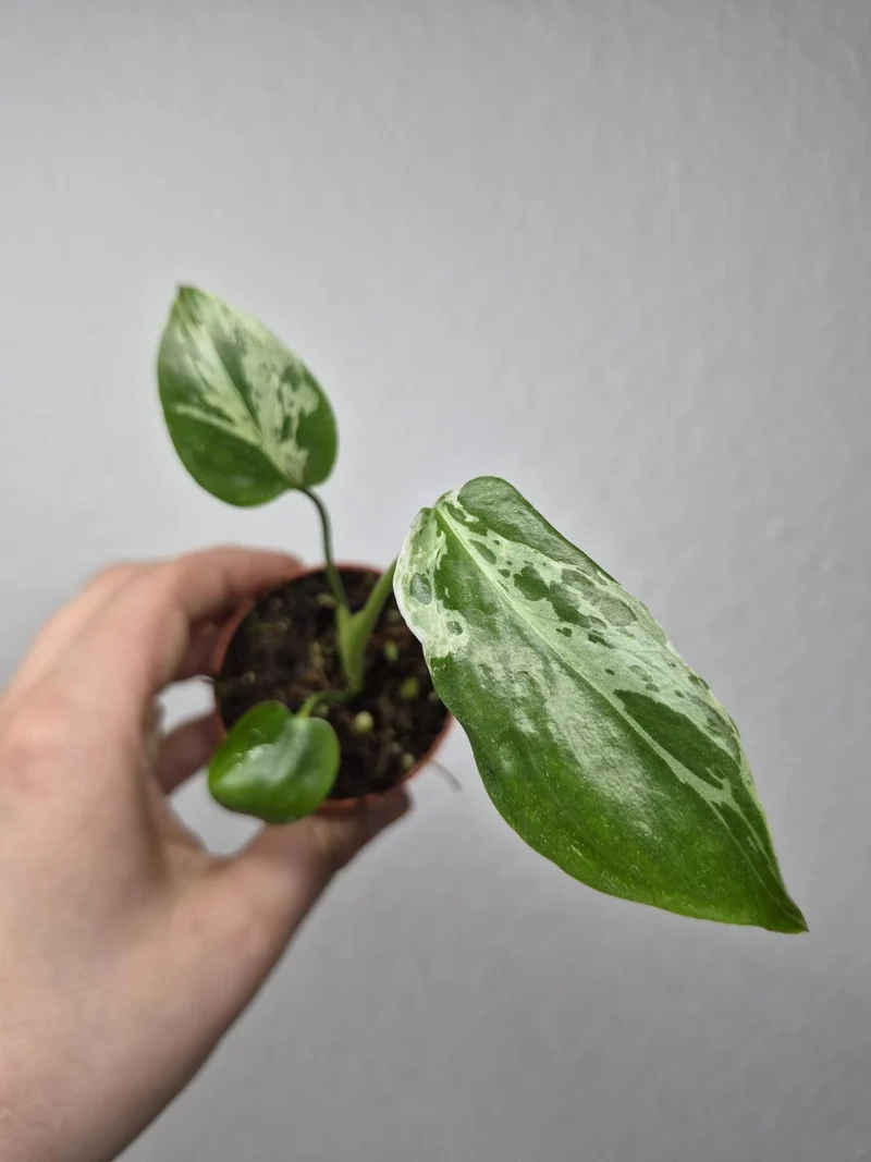 Monstera Bulbasaur (zum aussuchen)