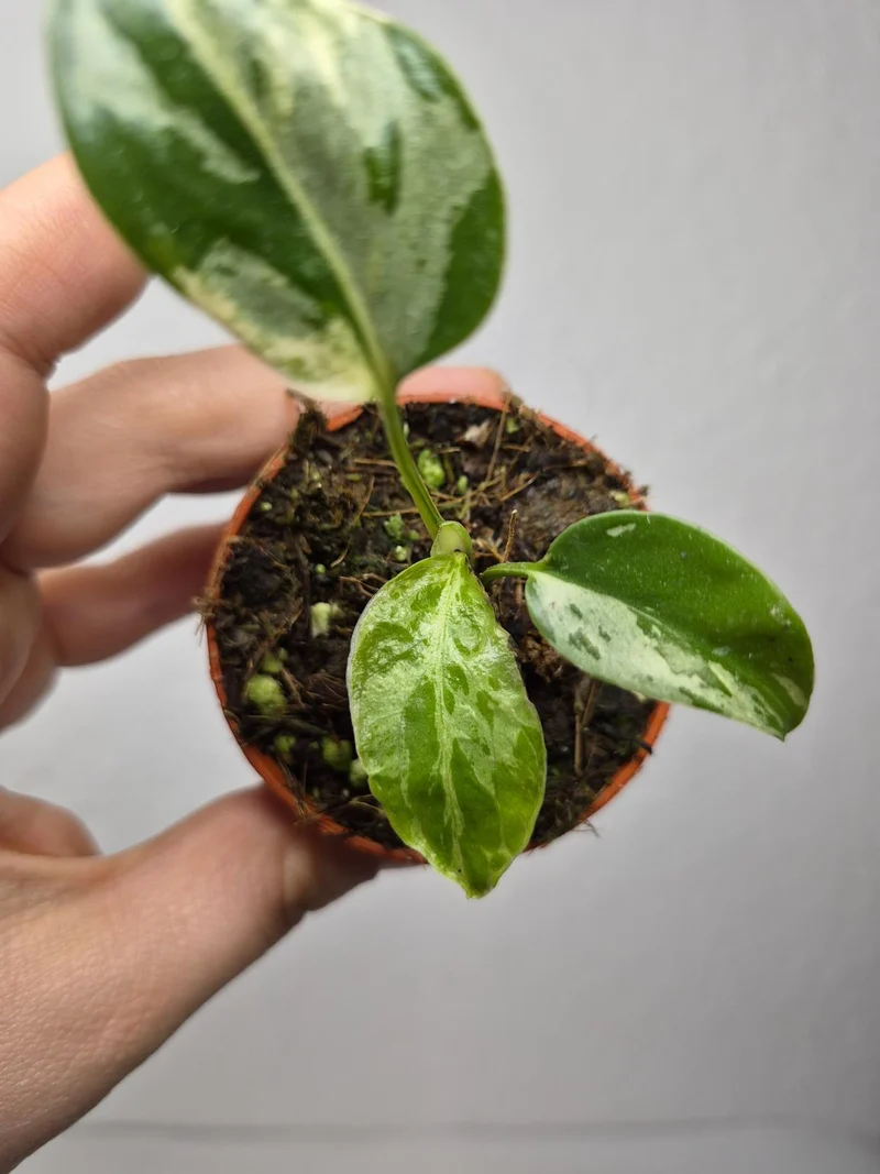 Monstera Bulbasaur (zum aussuchen)