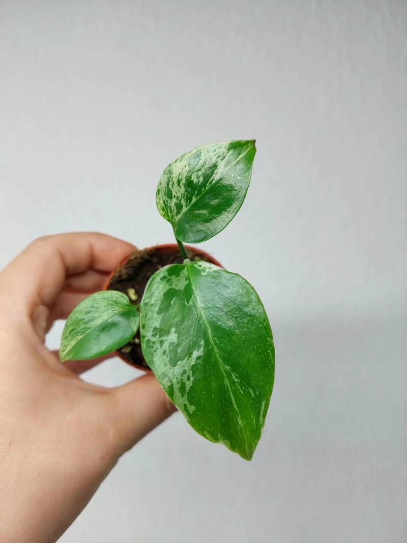 Monstera Bulbasaur (zum aussuchen)