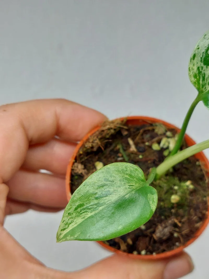 Monstera Bulbasaur (zum aussuchen)