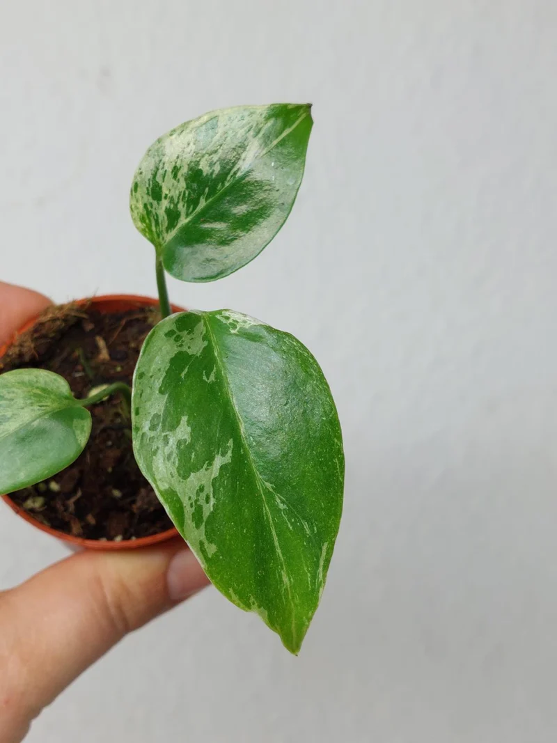 Monstera Bulbasaur (zum aussuchen)