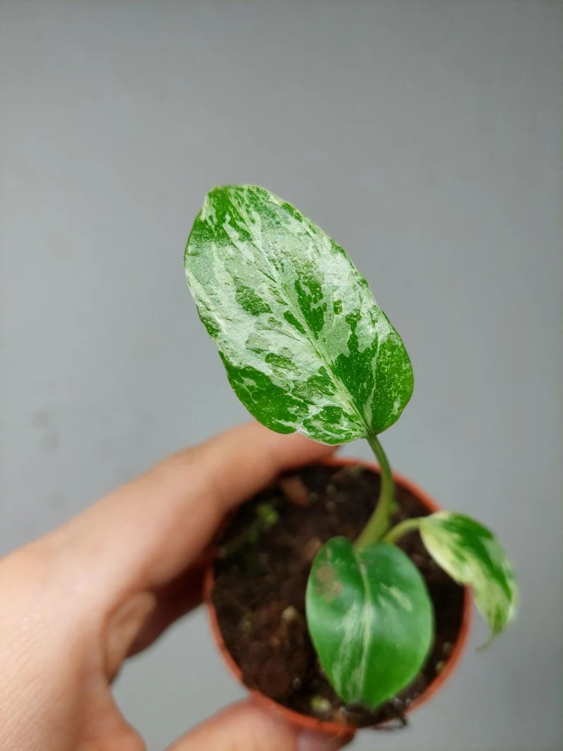 Monstera Bulbasaur (zum aussuchen)