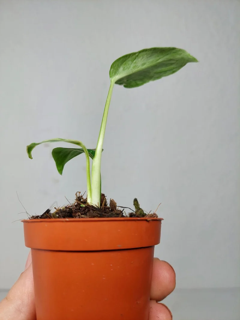 Monstera Bulbasaur (zum aussuchen)
