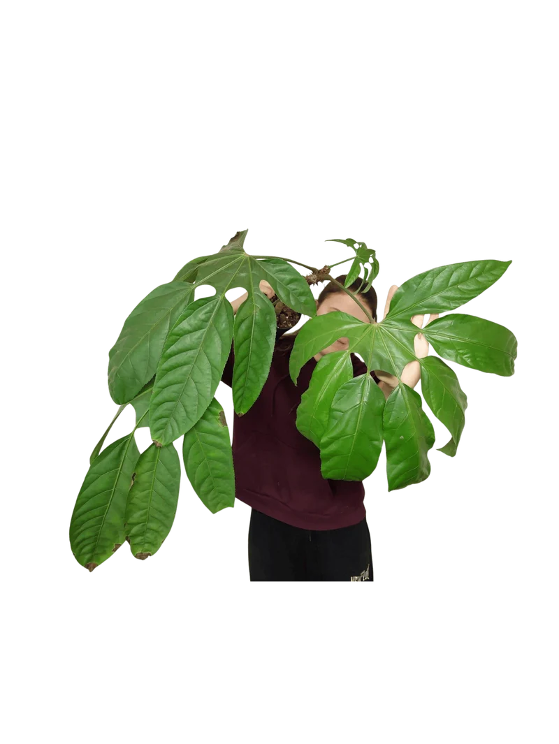 Trevesia Burckii