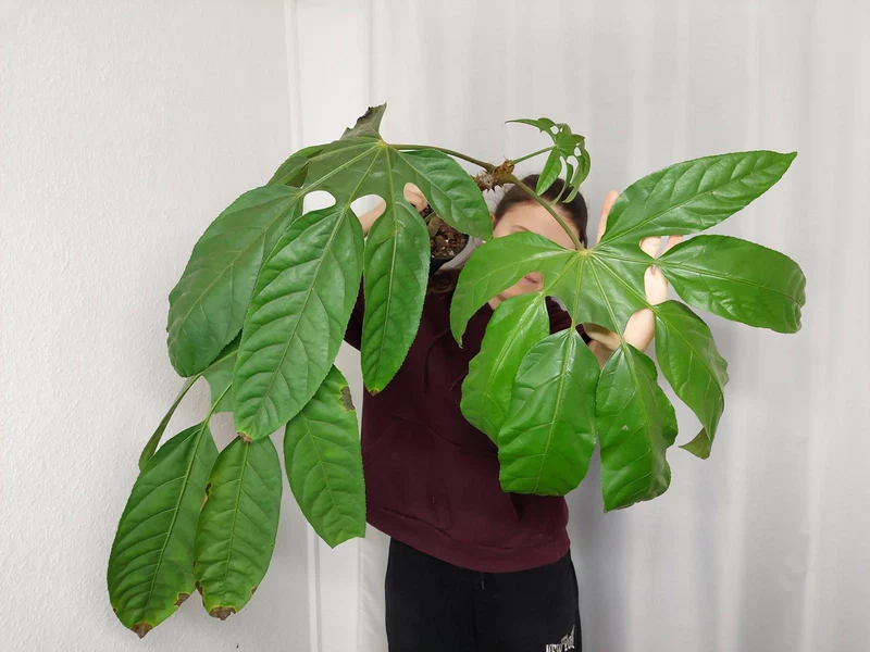 Trevesia Burckii