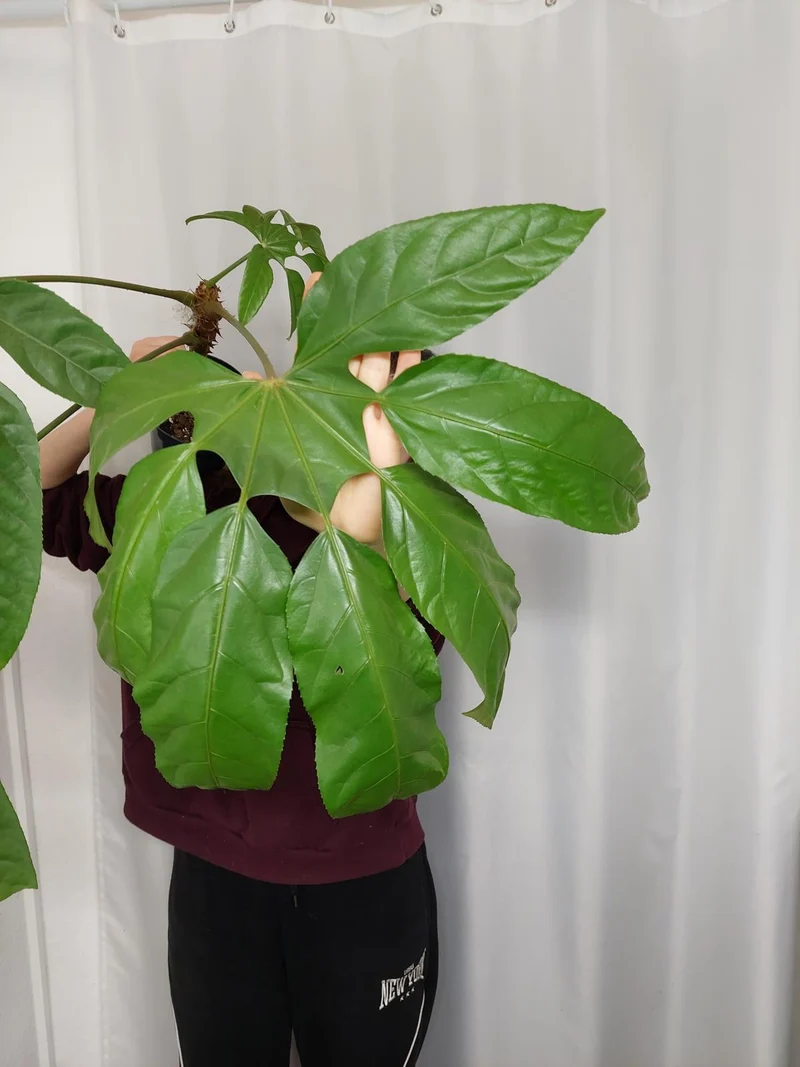 Trevesia Burckii