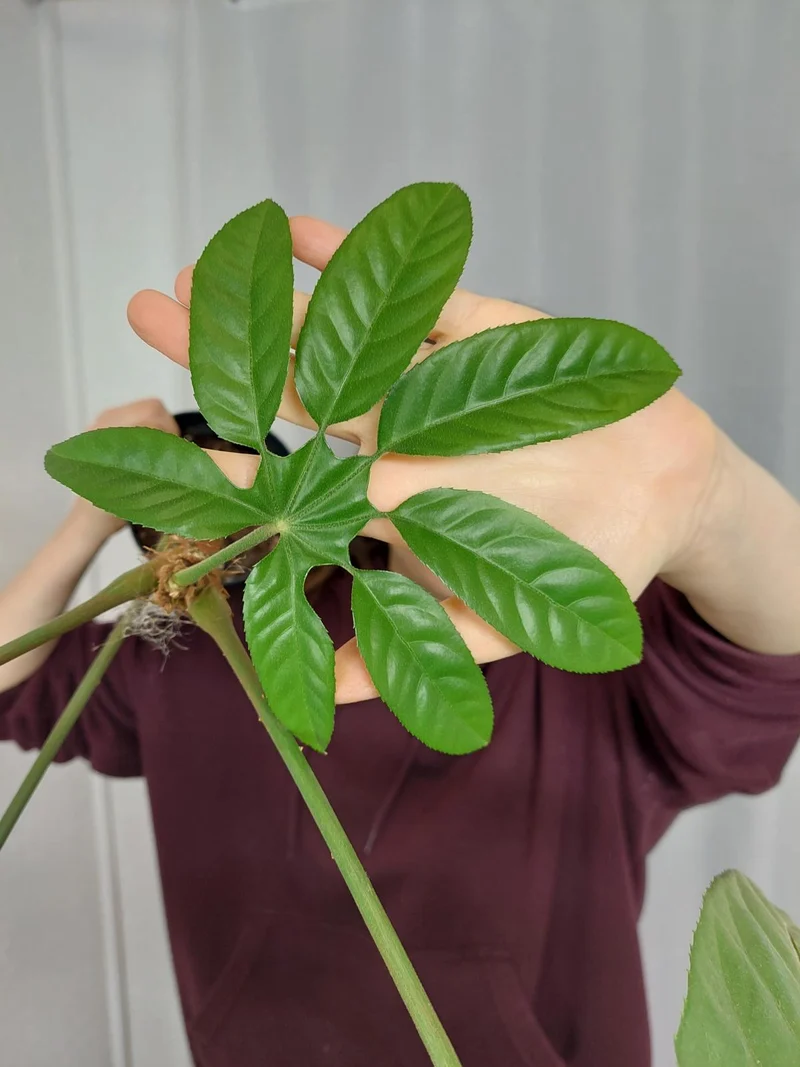 Trevesia Burckii