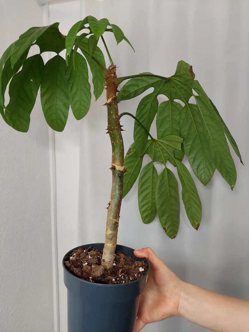 Trevesia Burckii