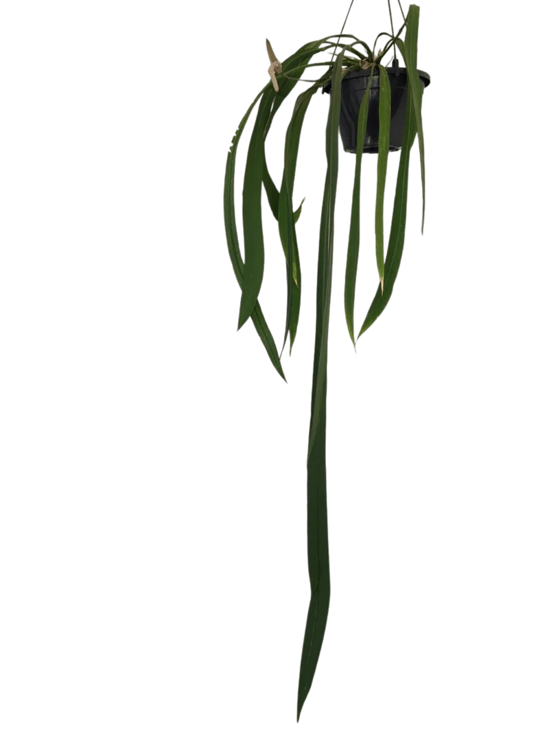 Anthurium Vittarifolium Groß