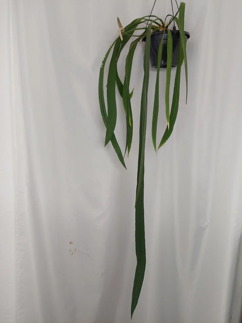Anthurium Vittarifolium Groß