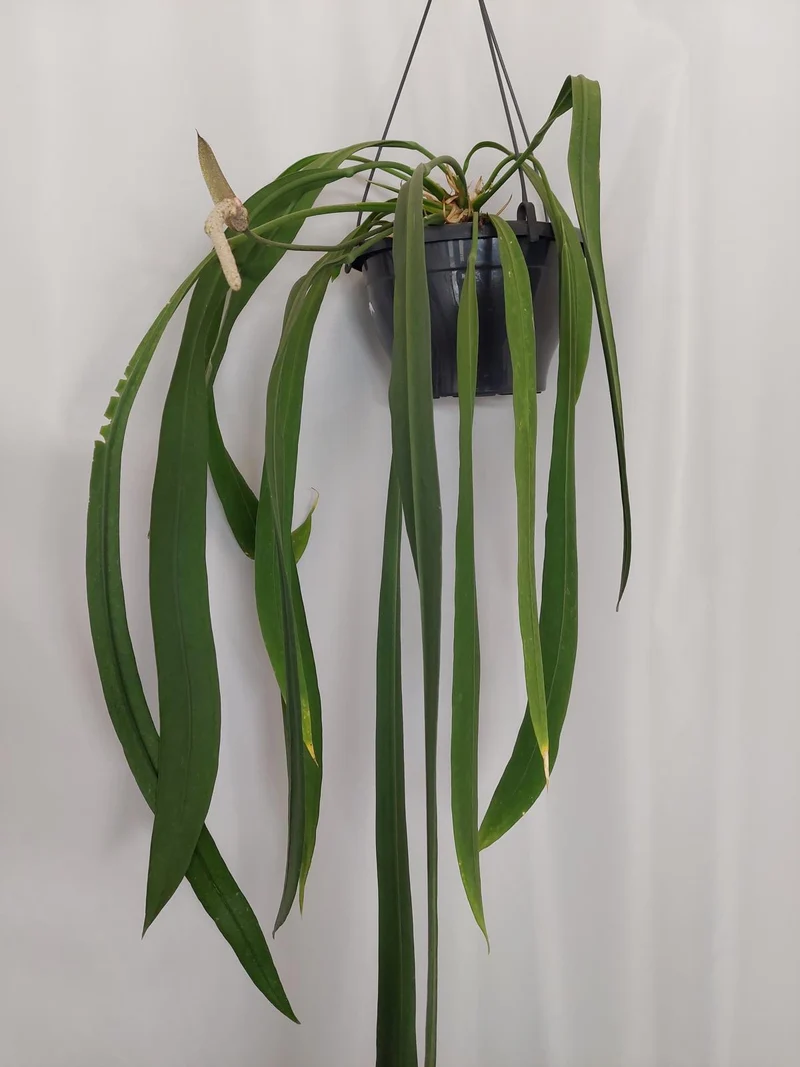Anthurium Vittarifolium Groß