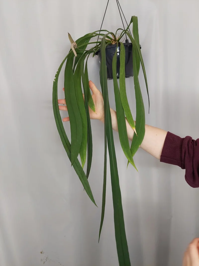 Anthurium Vittarifolium Groß