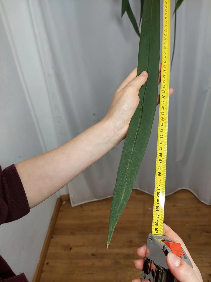 Anthurium Vittarifolium Groß