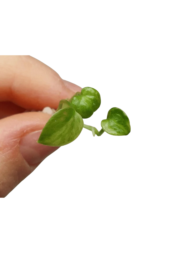 Anthurium Vittarifolium Aurea Seedling