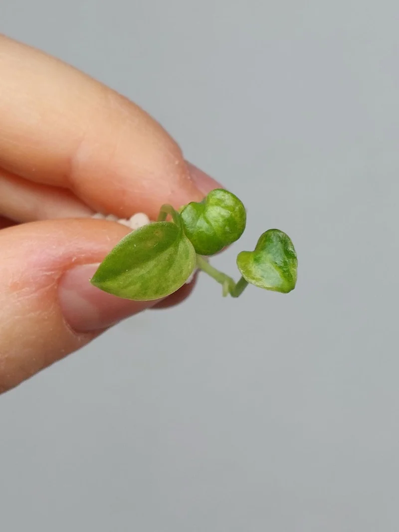 Anthurium Vittarifolium Aurea Seedling